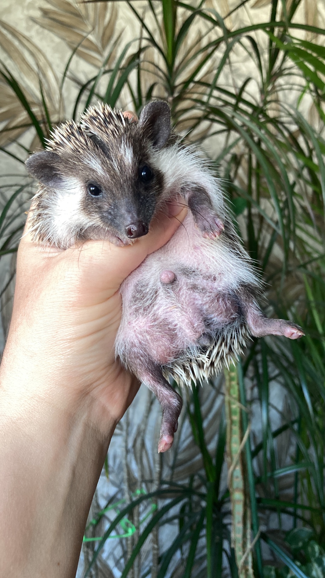 Їжак ежик карликовий африканський