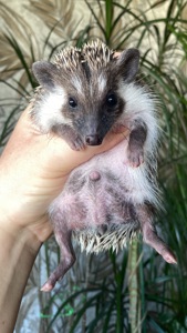 Їжак ежик карликовий африканський