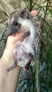 Їжак ежик карликовий африканський