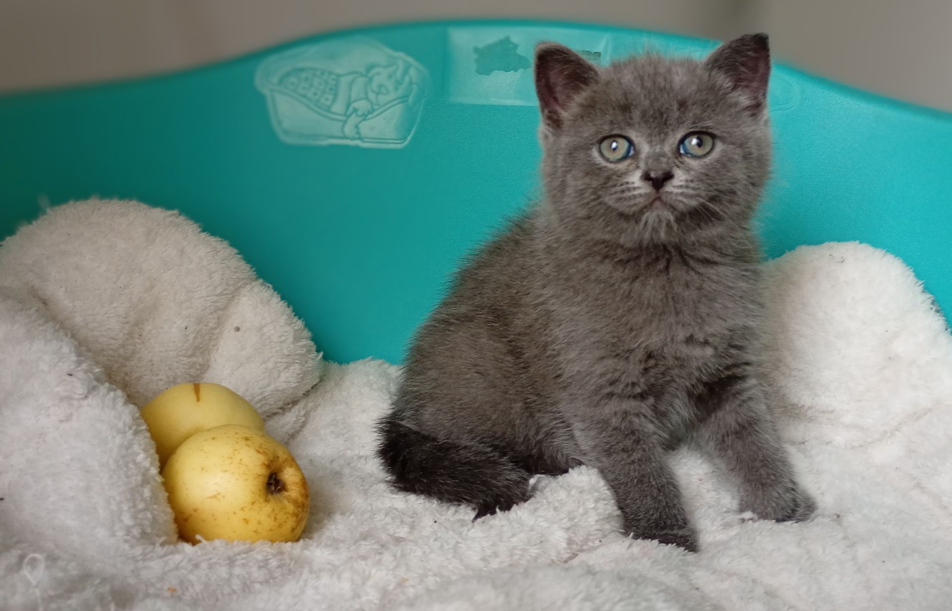 Шотландьська прямовуха дівчинка