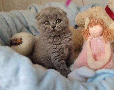 Кошенята шотландські, дівчата