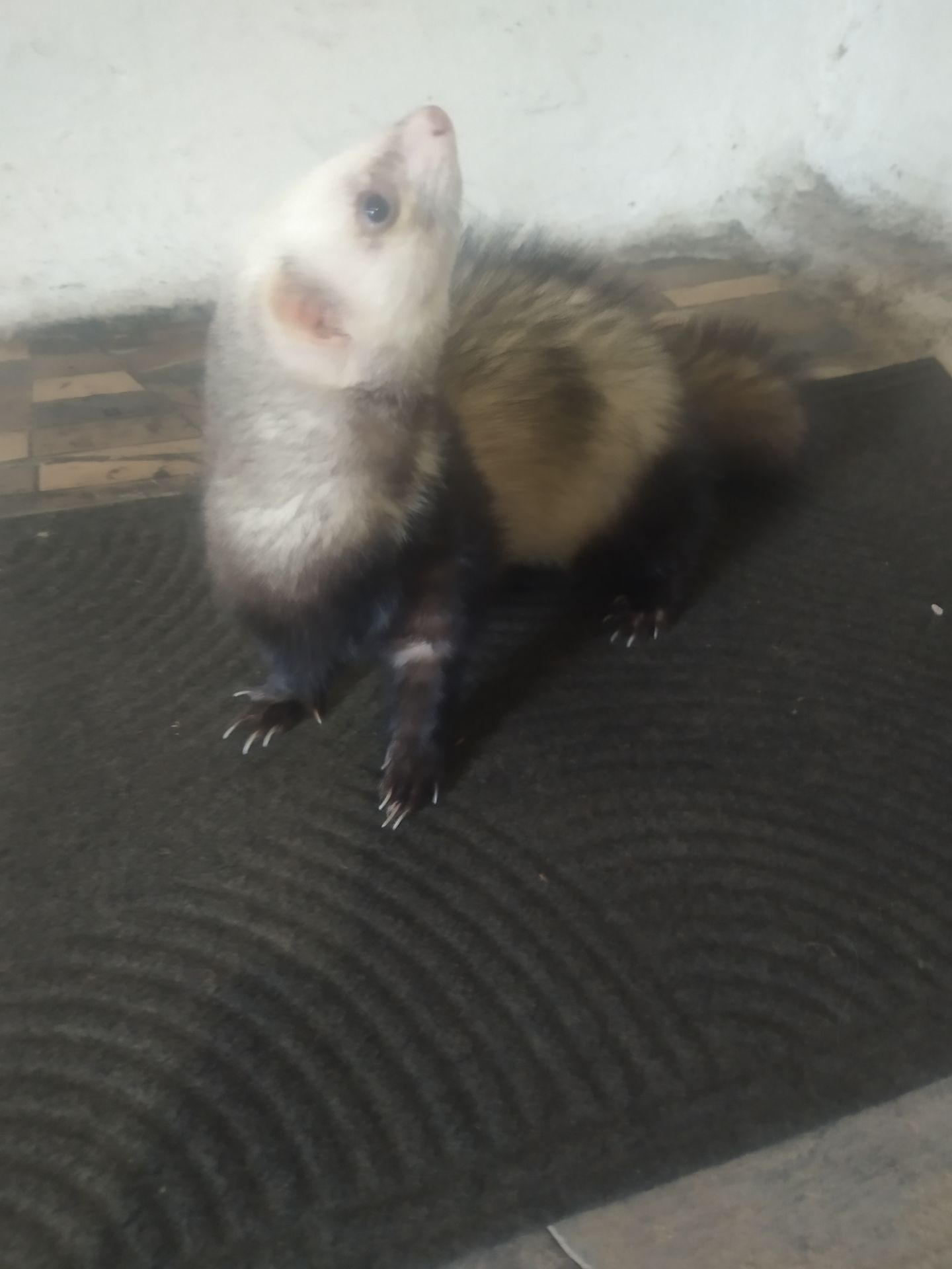 Домашние хорьки