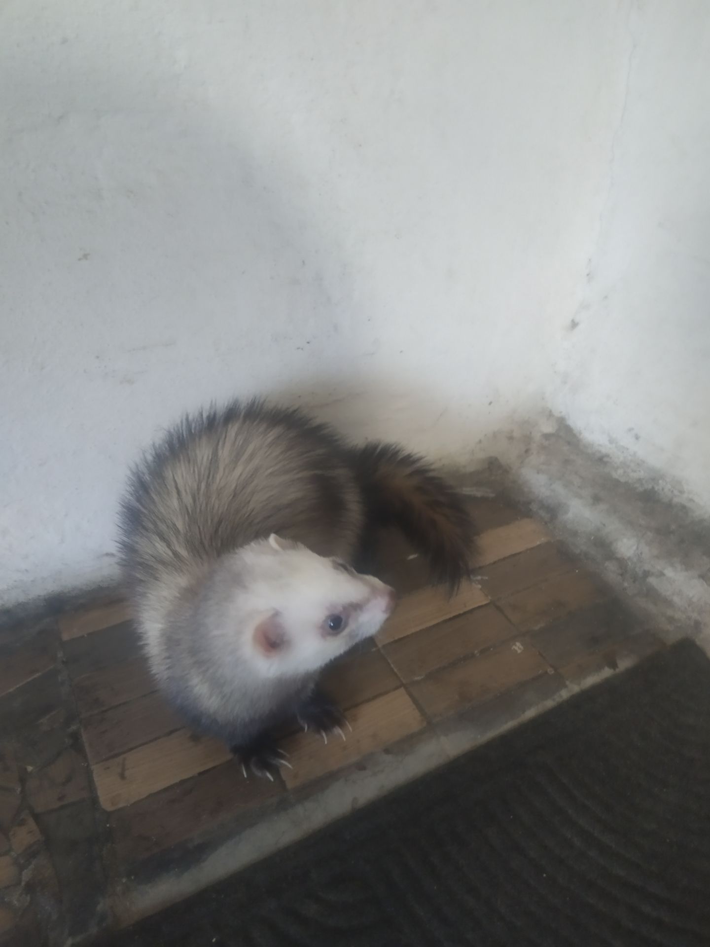 Домашние хорьки