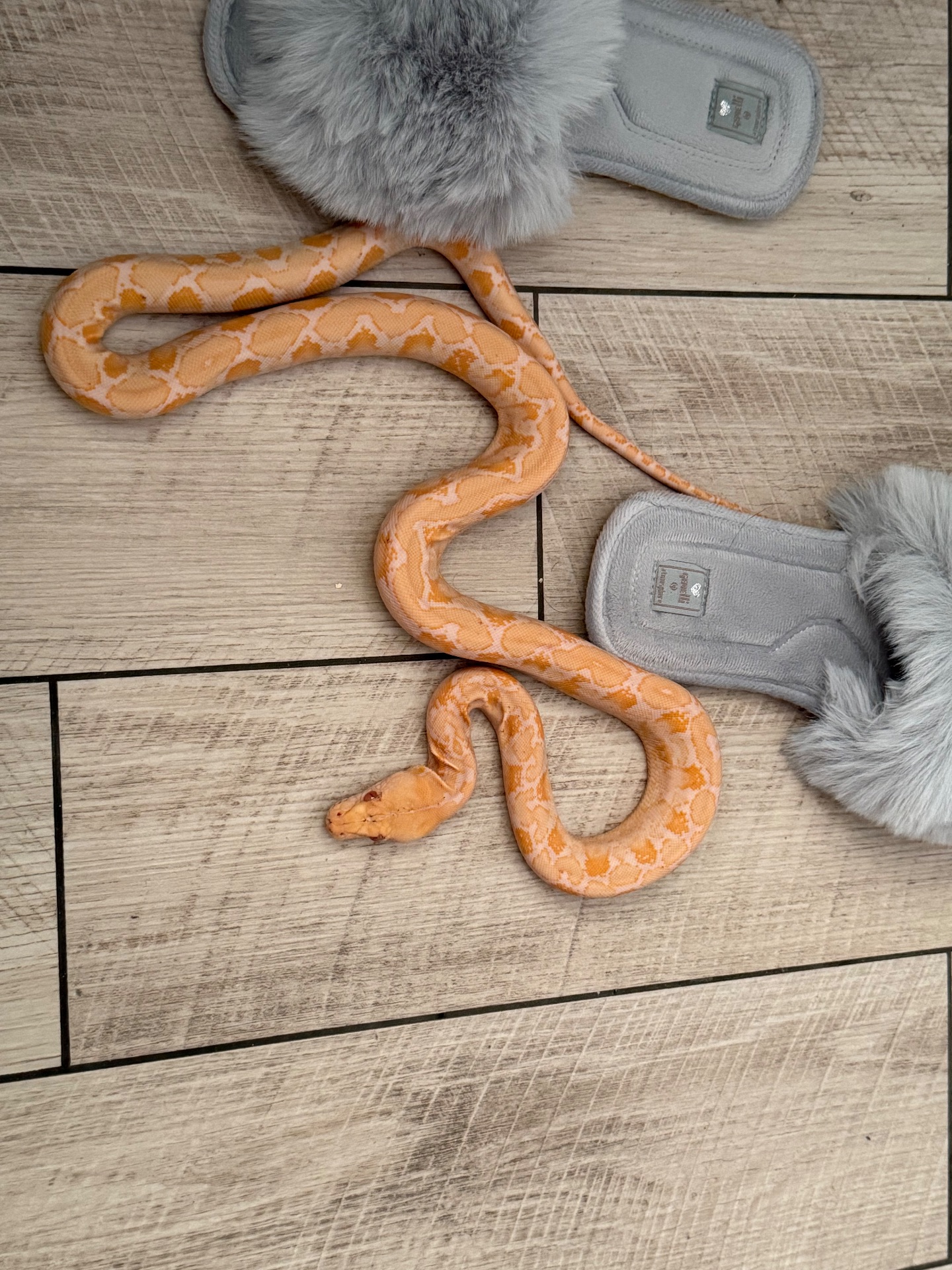 Питон / морфа Альбино