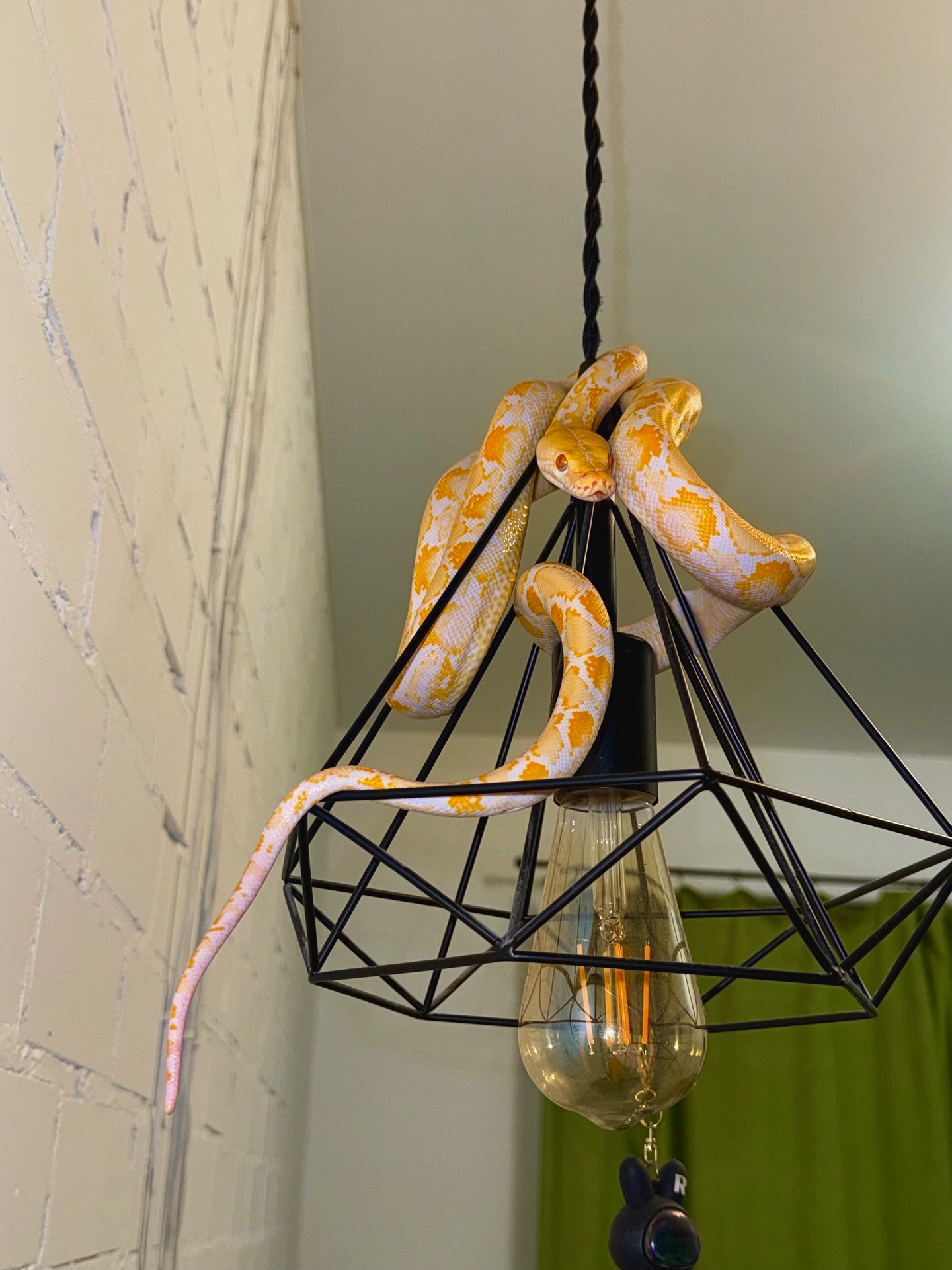 Питон / морфа Альбино