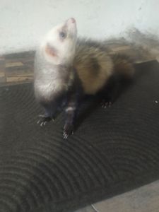 Домашние хорьки