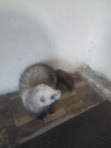 Домашние хорьки