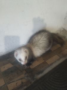 Домашние хорьки