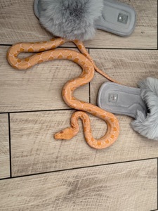 Питон / морфа Альбино