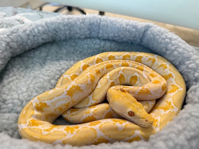 Питон / морфа Альбино