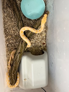 Питон / морфа Альбино