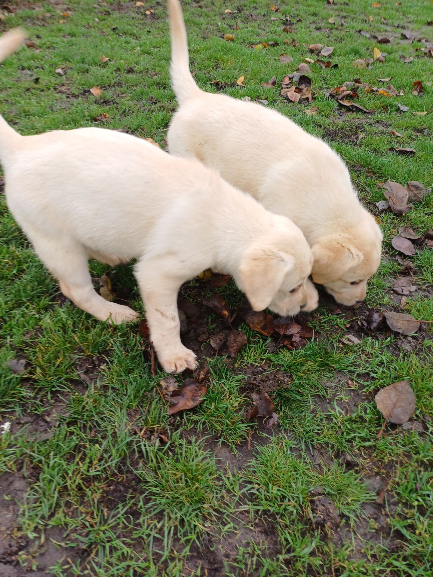 Цуценята лабрадорчики