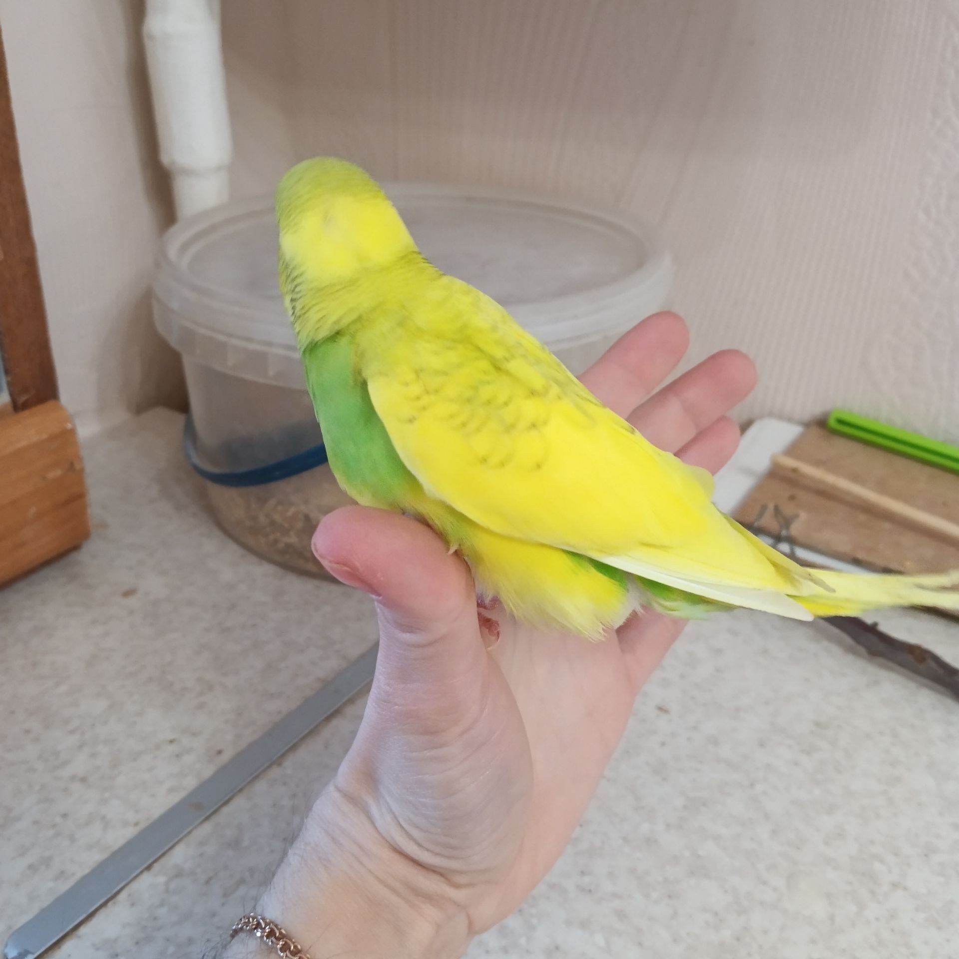 Хвилясті папуги