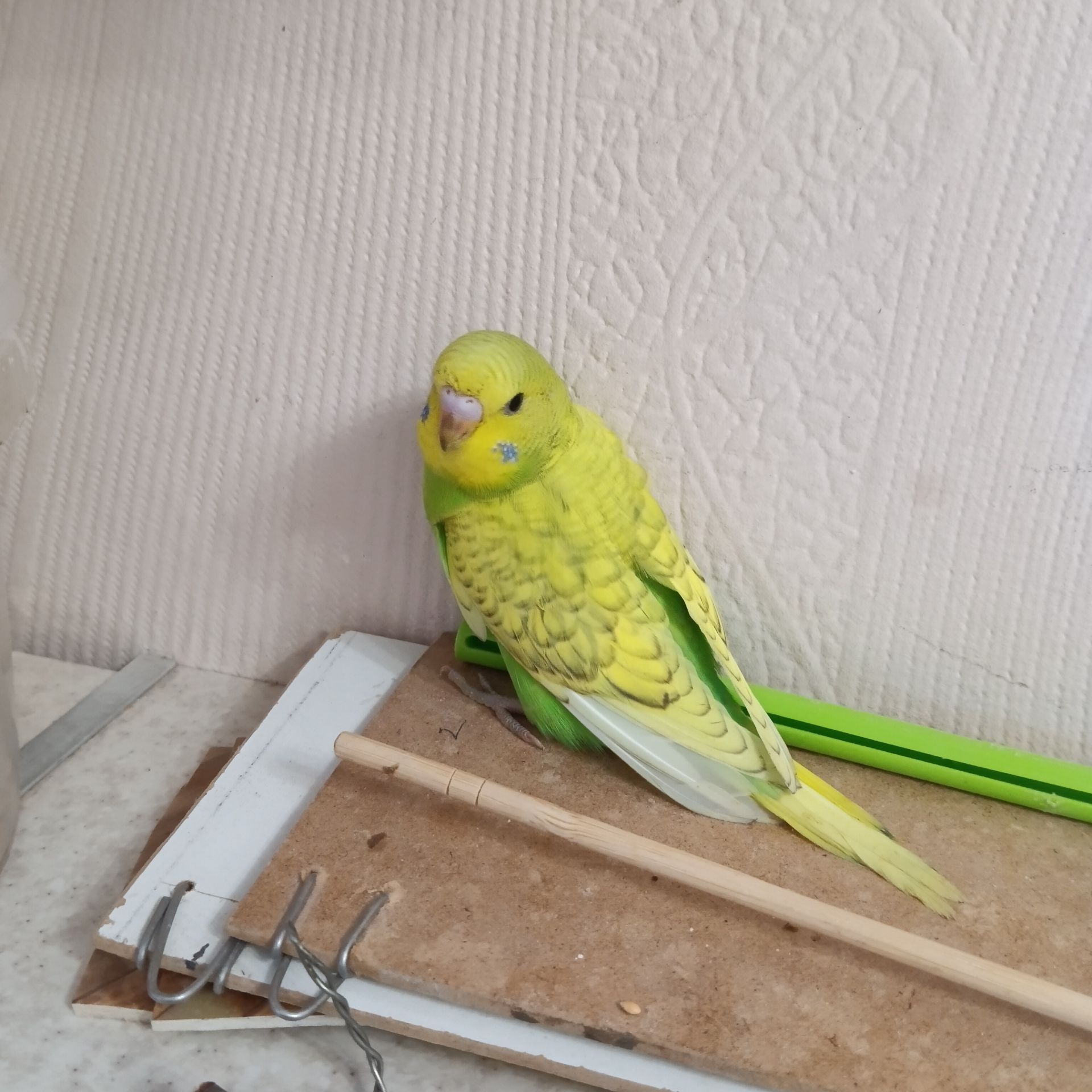 Хвилясті папуги