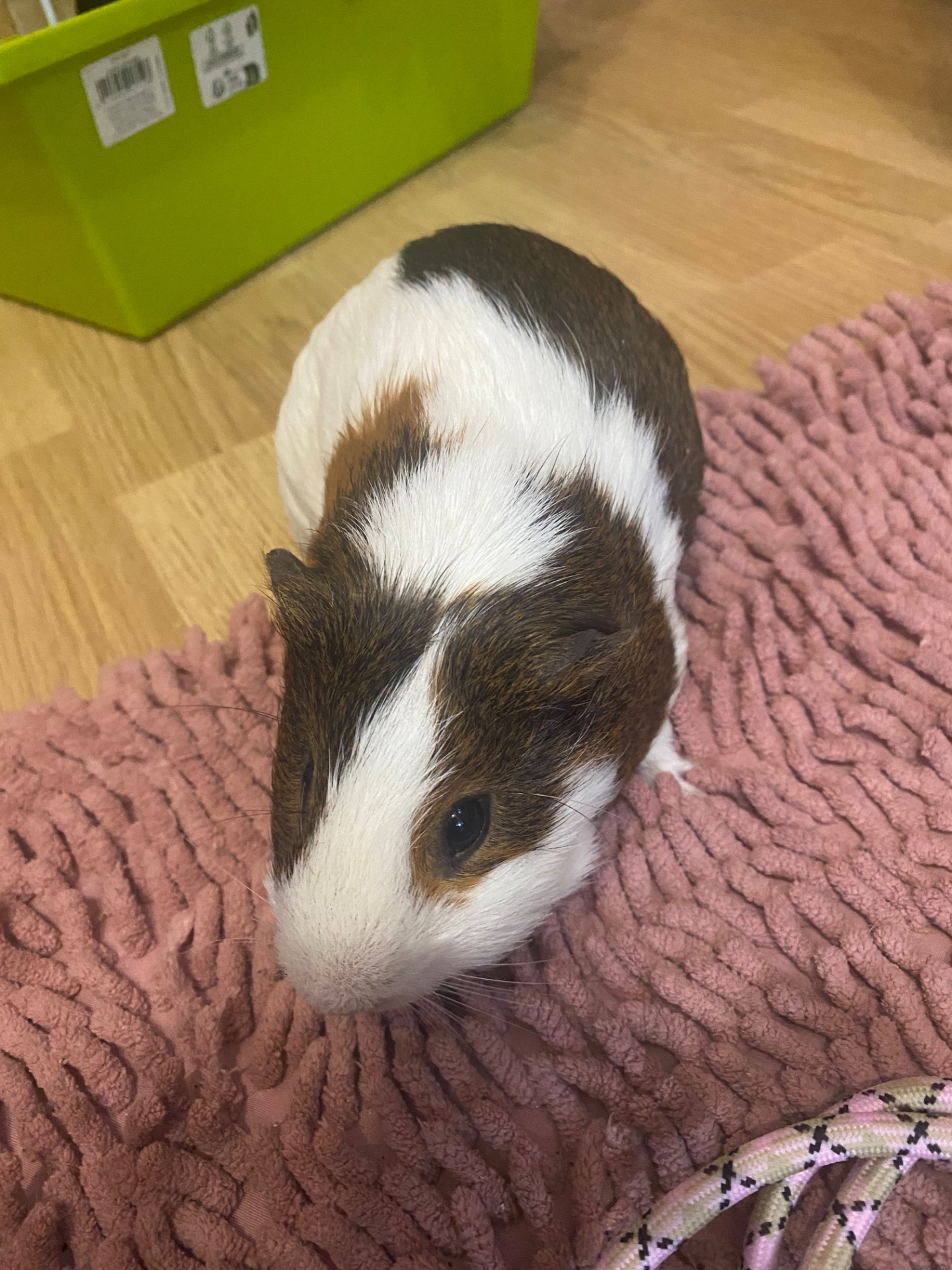 Морські свинки