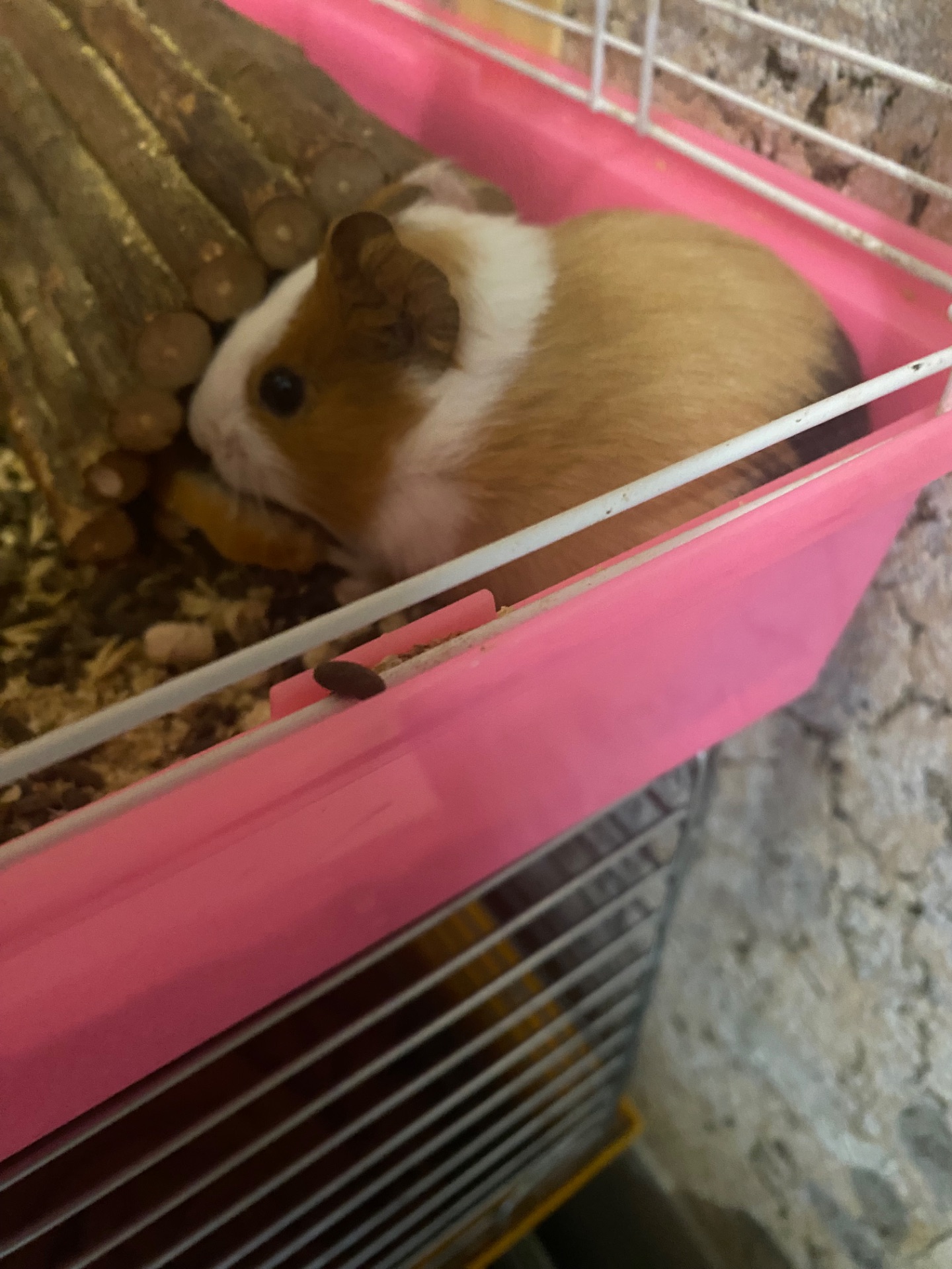 Морські свинки