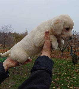 Цуценята лабрадорчики