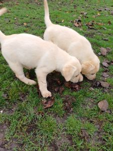 Цуценята лабрадорчики