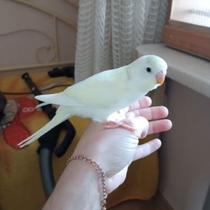 Хвилясті папуги