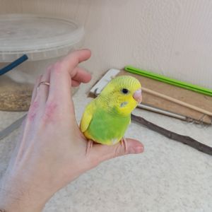 Хвилясті папуги