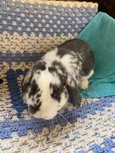 Морські свинки