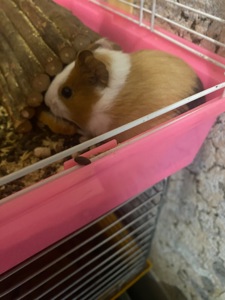 Морські свинки