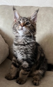 Кошеня Мейн-кун дівчинка чорний мармур