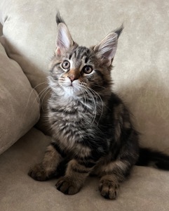 Кошеня Мейн-кун дівчинка чорний мармур