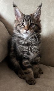 Кошеня Мейн-кун дівчинка чорний мармур