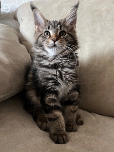 Кошеня Мейн-кун дівчинка чорний мармур