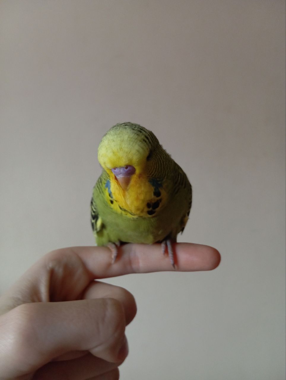 Виставковий хвилястий чех