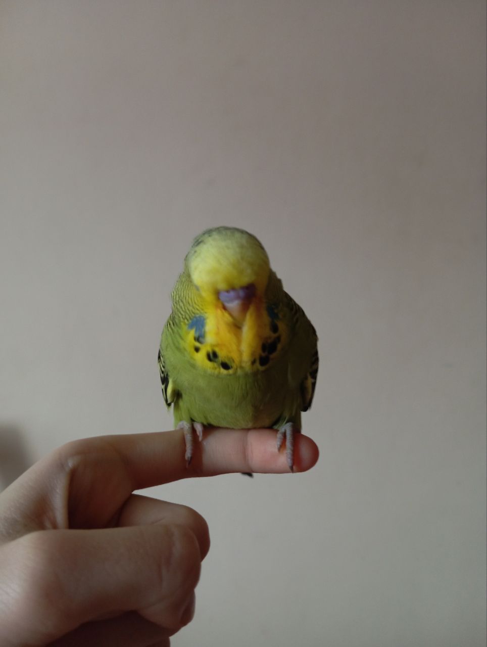 Виставковий хвилястий чех