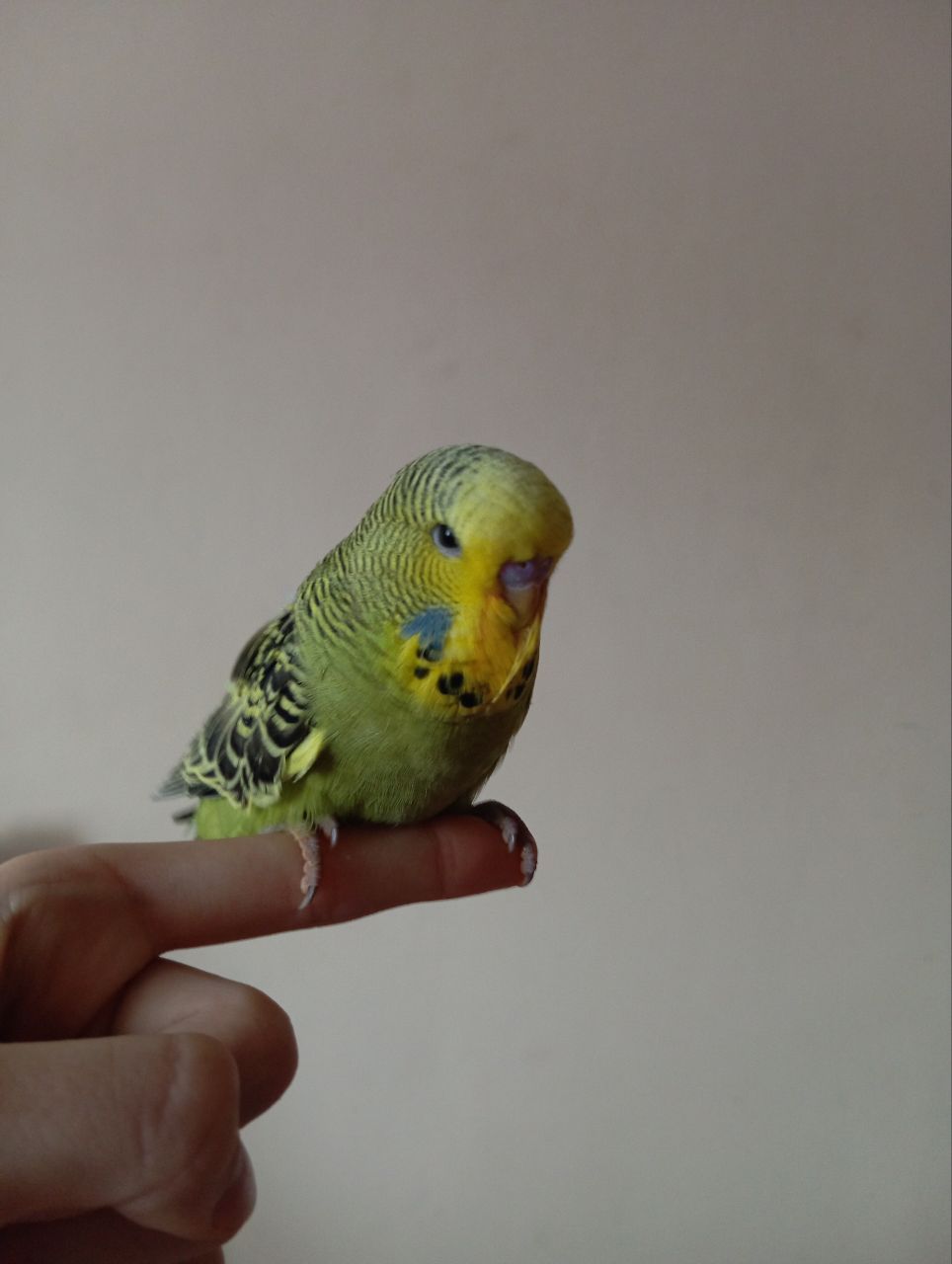 Виставковий хвилястий чех