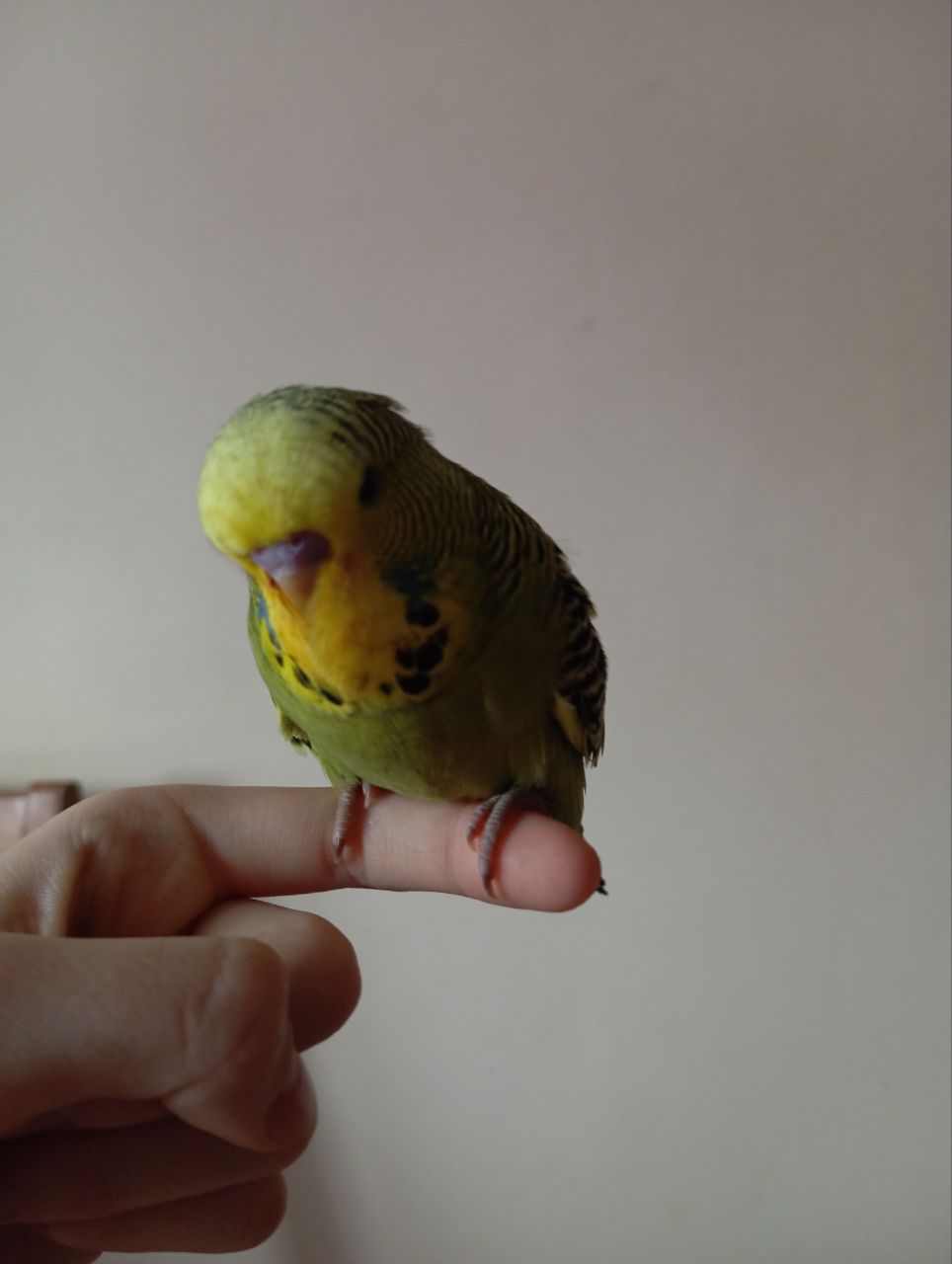 Виставковий хвилястий чех