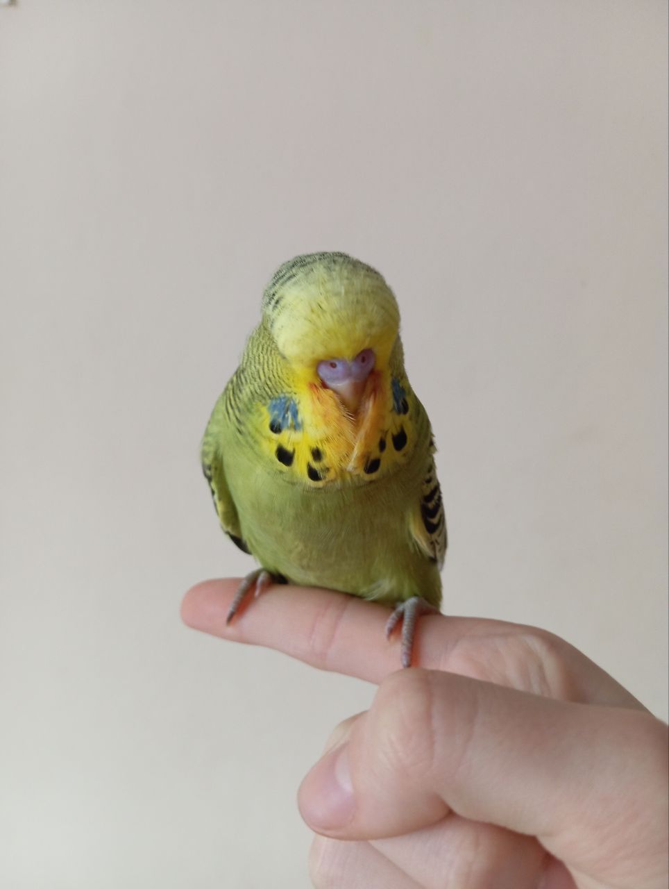 Виставковий хвилястий чех