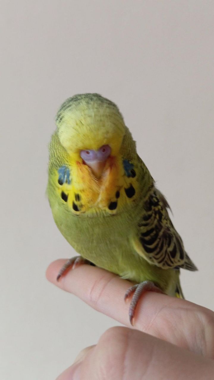 Виставковий хвилястий чех