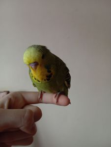 Виставковий хвилястий чех