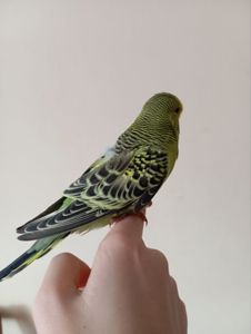 Виставковий хвилястий чех