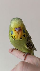 Виставковий хвилястий чех