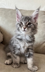 Кошеня Мейн-кун дівчинка блакитний мармур