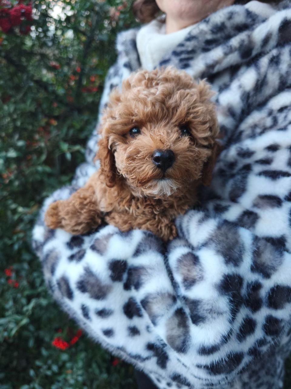 Мальтипу міні хлопчик