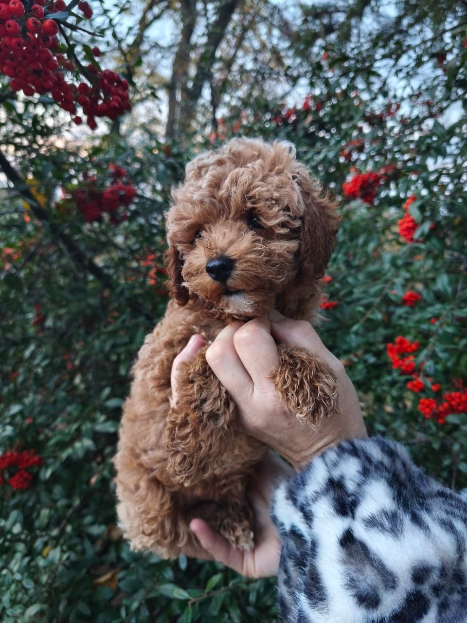 Мальтипу міні хлопчик