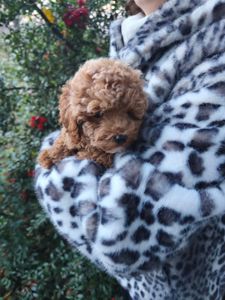 Мальтипу міні хлопчик