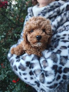 Мальтипу міні хлопчик