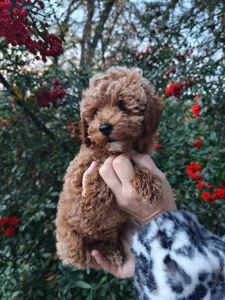 Мальтипу міні хлопчик