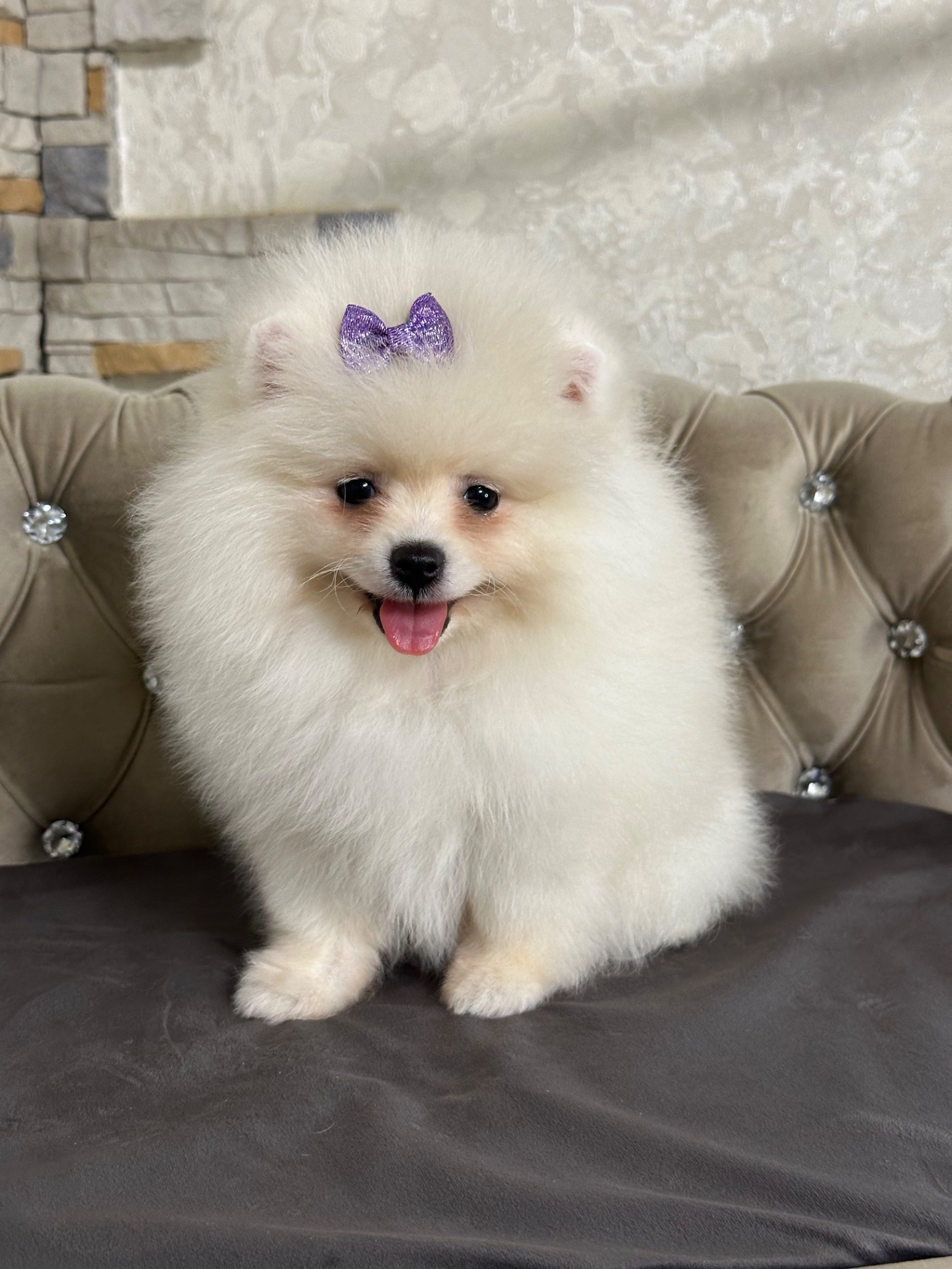 Девочка помераночка