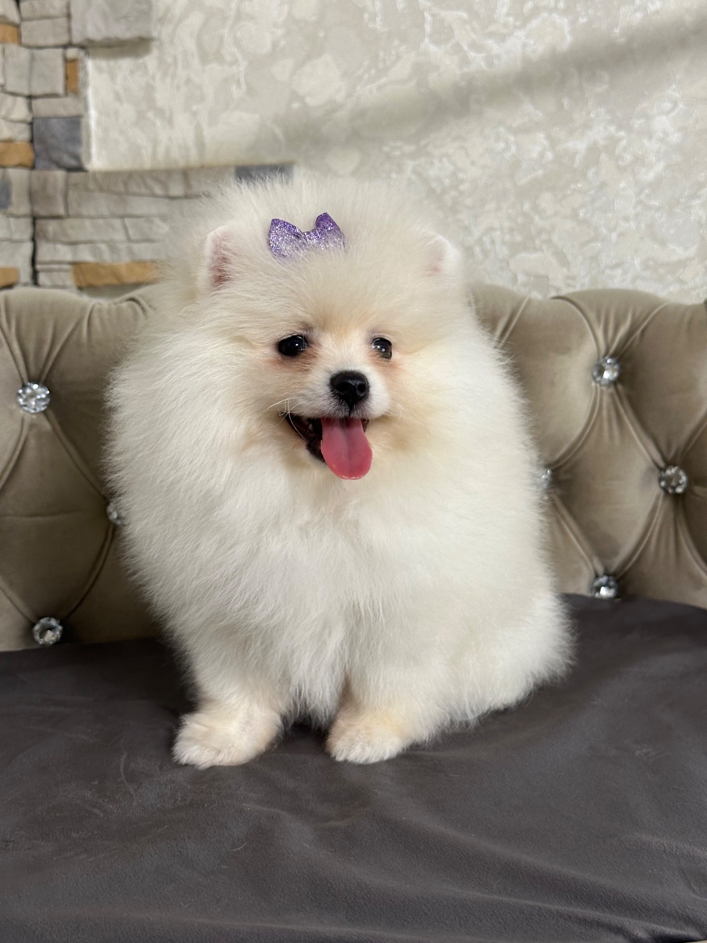 Девочка помераночка