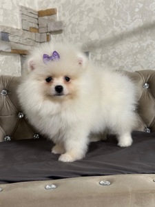 Девочка помераночка