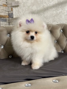 Девочка помераночка