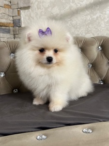 Девочка помераночка